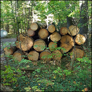 firewood-for-sale